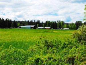 Quesnel Cattle Ranch