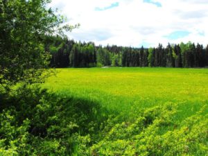 Quesnel Cattle Ranch