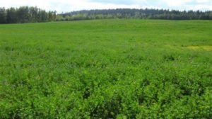 West Quesnel Cattle Ranch