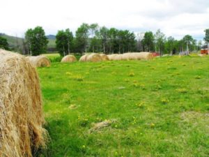 WWest Quesnel Cattle Ranch