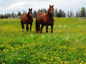 West Quesnel Cattle Ranch