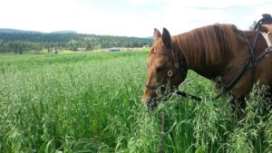 Minton Creek Ranch