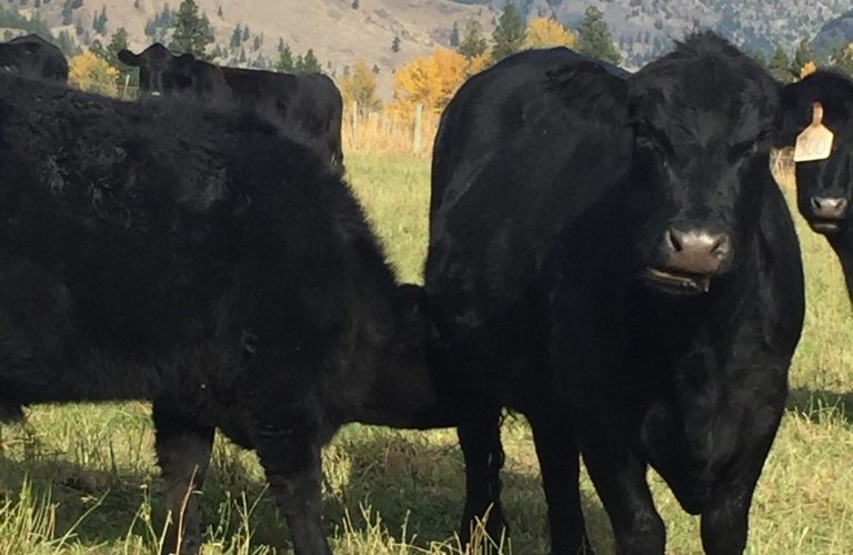 wayhomeranch cows