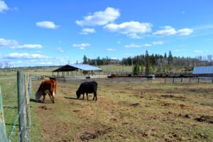 Carpenter Mountain Ranch 2018