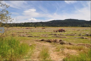 Sharp Lake Road