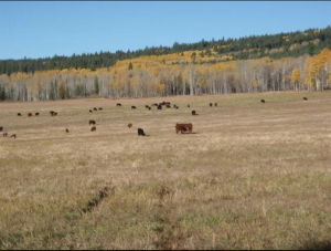 Sharp Lake Road