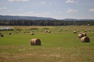 Sharp Lake Road