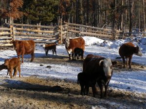 Guichon Creek Ranch