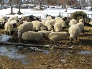 Guichon Creek Ranch