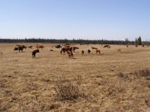 Guichon Creek Ranch