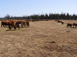 Guichon Creek Ranch