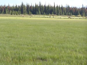 Guichon Creek Ranch