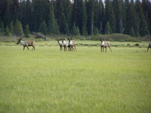 Guichon Creek Ranch