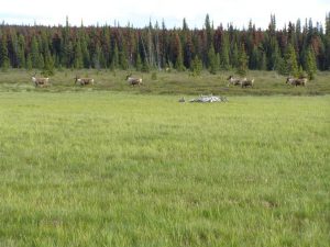 Guichon Creek Ranch