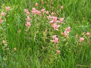 Guichon Creek Ranch