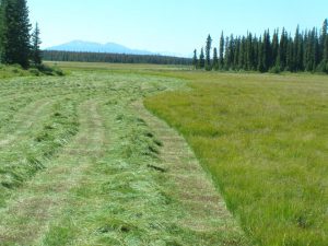 Guichon Creek Ranch