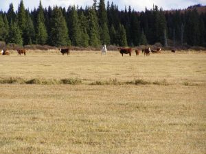Guichon Creek Ranch