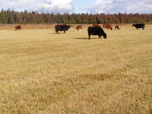 Guichon Creek Ranch