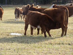 Guichon Creek Ranch