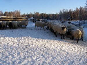 Guichon Creek Ranch