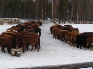 Guichon Creek Ranch