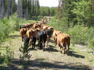 Guichon Creek Ranch