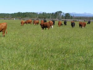 Guichon Creek Ranch