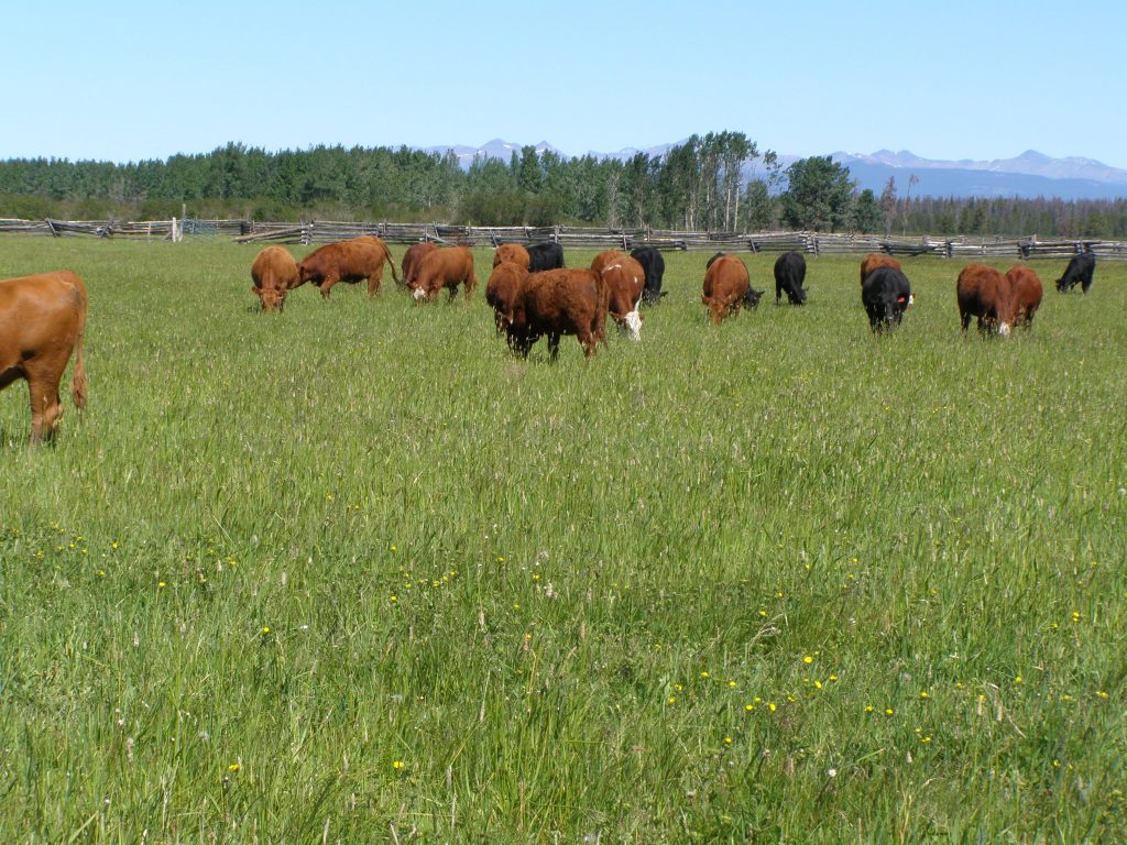 Guichon Creek Ranch > Anahim Lake, BC | 1500 Acres Freehold Land / 2500 Acres Lease Land | 3 Cattle Yard Sites | Irrigated Hay Production | Crown Range Out Gate Guichon Creek Ranch > Anahim Lake, BC | 1500 Acres Freehold Land / 2500 Acres Lease Land | 3 Cattle Yard Sites | Irrigated Hay Production | Crown Range Out Gate