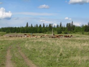 838 Jackfish Lake Road