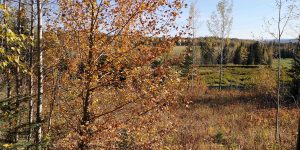 kole Creek Bison Ranch