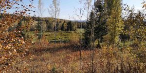 kole Creek Bison Ranch