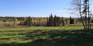 kole Creek Bison Ranch