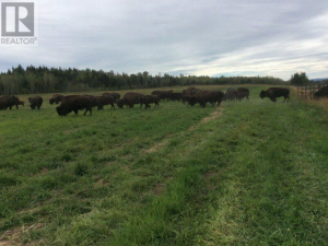 Kole Bison Ranch Hixon, BC