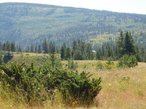1313 Greyback Mountain